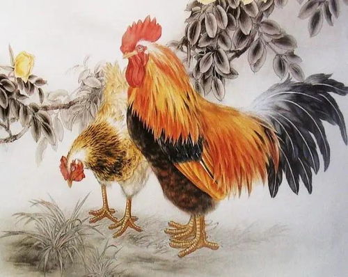 屬雞的4月運(yùn)勢(shì)如何（屬雞四月運(yùn)勢(shì)如何）