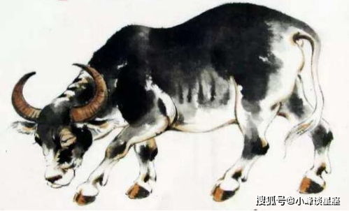屬牛農(nóng)歷5月運(yùn)勢如何（屬牛人農(nóng)歷五月出生怎么樣?）