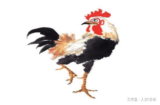 屬雞如何提升運勢（屬雞的人如何）