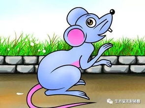 鼠運(yùn)勢下半年運(yùn)勢如何（屬相鼠下半年運(yùn)程）