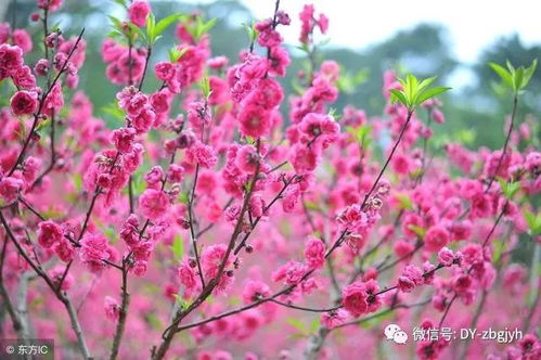 桃花發(fā)展運(yùn)勢(shì)如何（桃花運(yùn)變好的前兆）