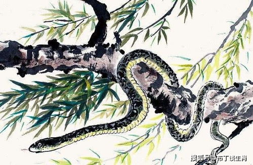 屬蛇明天運(yùn)勢如何（屬蛇明天運(yùn)氣如何）