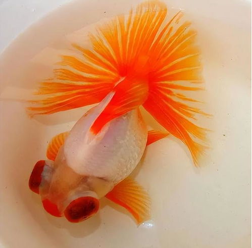 金魚座婚姻運(yùn)勢(shì)如何（金魚座頭像）
