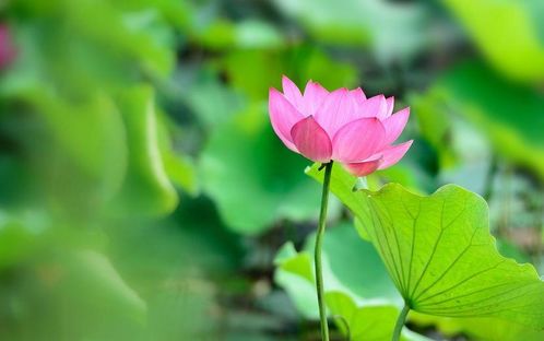 屬蛇人明日運(yùn)勢(shì)運(yùn)勢(shì)如何（屬蛇明日運(yùn)勢(shì)女）