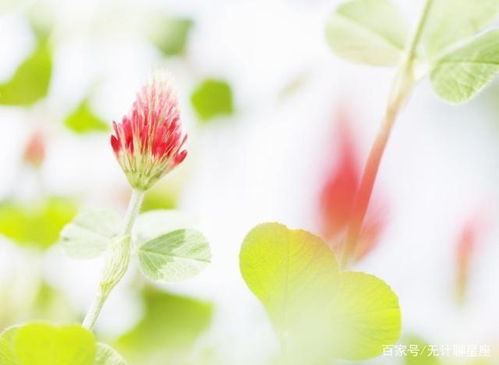 射手桃花近期運(yùn)勢如何（射手最近桃花運(yùn)運(yùn)勢）