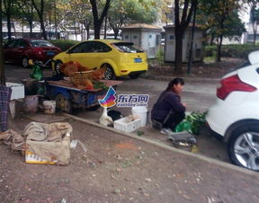 賣雞賺錢的項目是什么,賣雞賺錢嗎
