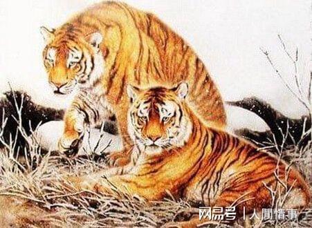 屬虎運(yùn)勢(shì)9月份運(yùn)勢(shì)如何（屬虎運(yùn)勢(shì)9月運(yùn)勢(shì)2021）