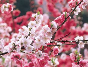 桃花戀愛運(yùn)勢(shì)如何（桃花運(yùn)勢(shì)怎么樣）