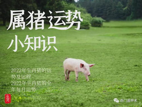 明天屬豬的運勢如何（明天屬豬的運氣怎么樣）