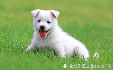 肖狗男五月出生運勢如何（屬狗5月出生是什么命）
