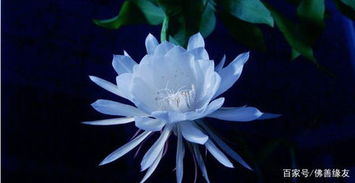 屬蛇如何改善運(yùn)勢(shì)（屬蛇如何改善運(yùn)勢(shì)和財(cái)運(yùn)）