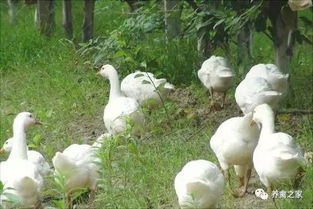 養(yǎng)鵝要投資什么項目賺錢,養(yǎng)鵝賺錢嗎前景如何