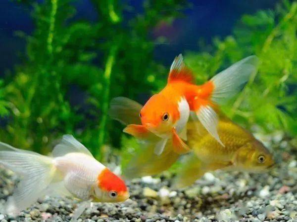 金魚變色運勢如何（金魚怎么會變色）