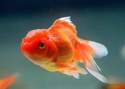 金魚變色運勢如何（金魚怎么會變色）