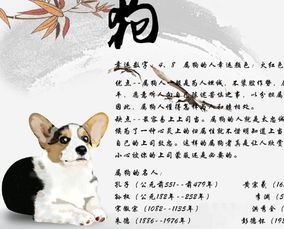 狗馬婚姻運勢如何（狗馬相配婚姻如何）