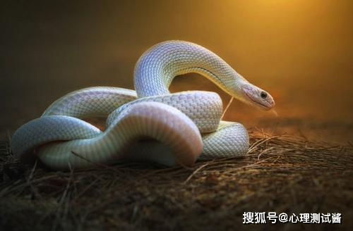 男蛇在19年的運(yùn)勢如何（19年屬蛇）
