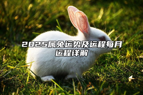 生肖兔2025運(yùn)勢如何（屬兔未來二十年大運(yùn)）