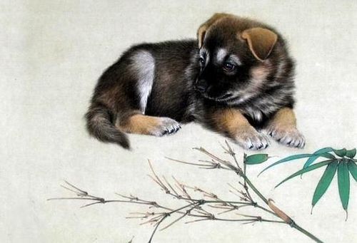 九四年雞狗今年運(yùn)勢(shì)如何（九四年的狗一生的運(yùn)勢(shì)）