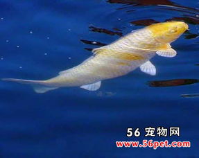 養(yǎng)黃金錦鯉運勢如何（黃金錦鯉可以活多久）