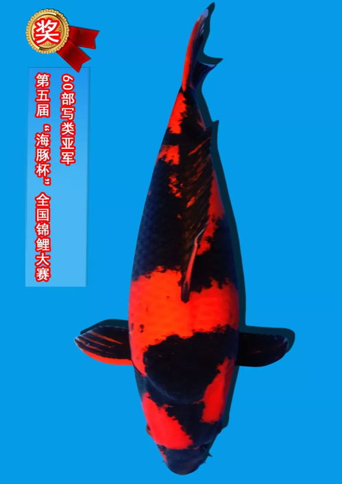 養(yǎng)黃金錦鯉運勢如何（黃金錦鯉可以活多久）
