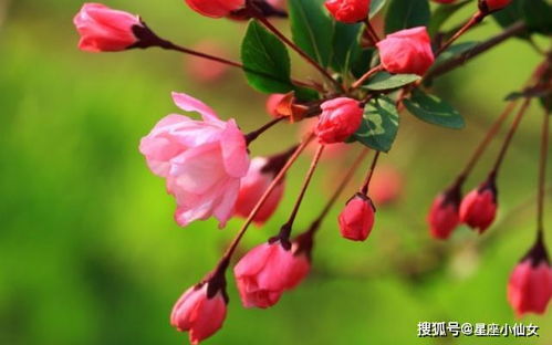 桃花運勢最近如何（最近桃花運怎么樣）