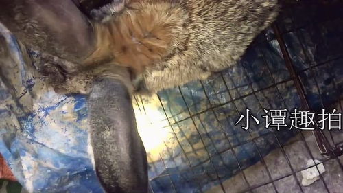 在家養(yǎng)殖賺錢項(xiàng)目是什么,在家搞養(yǎng)殖養(yǎng)什么賺錢