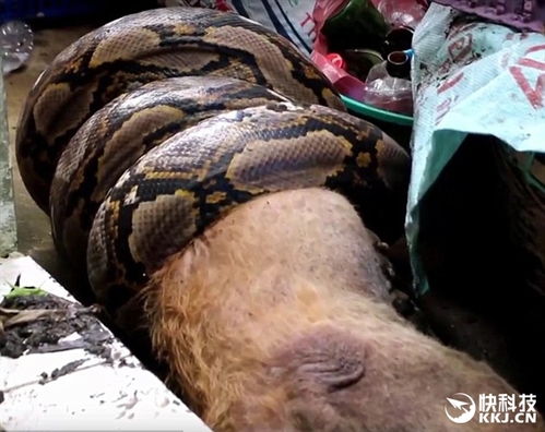 印尼一農(nóng)夫被8米蟒蛇吞腹中死亡(印尼蟒蛇生吞女子)