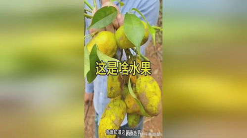 芒果房產(chǎn)工作怎么樣了啊