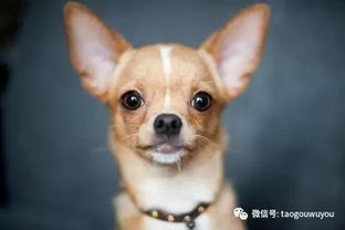 十二星座適合養(yǎng)什么狗狗圖片
