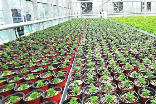 采摘園弄什么項(xiàng)目好賺錢呢