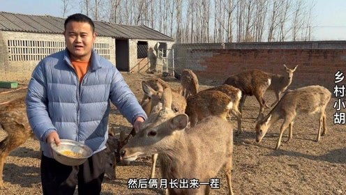 在老家養(yǎng)殖什么最賺錢