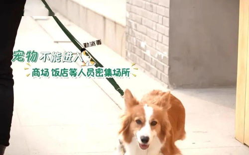 養(yǎng)狗項目賺錢做什么好一點